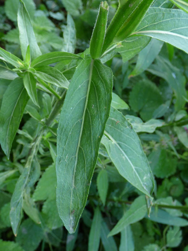 Oenothera glazioviana